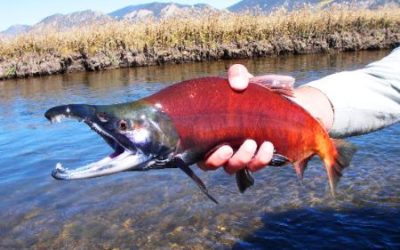 SEPTEMBER 29, 2006 COLORADO FLY FISHING FOR KOKANEE SALMON