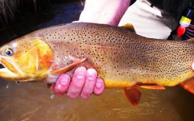 COLORADO TROUT FISHING REPORT FROM SHEEPHORN RANCH MAY 14, 2007