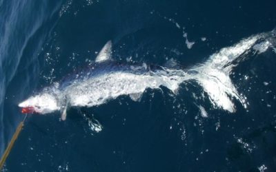 FLY FISHING SAN DIEGO CALIFORNIA FOR MAKO SHARKS