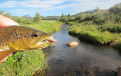 JULY 31, 2012 SMALL STREAM REPORT