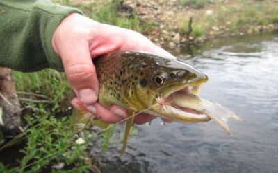 2012 FLY FISHING TRIP REPORTS FROM COLORADO TROUT HUNTERS