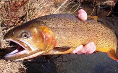 DENVER TROUT FISHING GUIDE TRIP REPORT NOVEMBER 1, 2007
