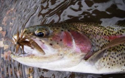 APRIL 27, 2009 COLORADO TROUT HUNTERS COLORADO SPRING FLY FISHING TRIP REPORT