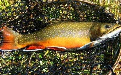 SEPTEMBER 27, 2010 COLORADO TROUT HUNTERS FLY FISHING UPDATE