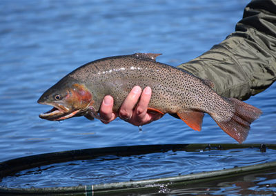 A cutthroat trout from a guided trip to the Dream Stream of the South Platte.