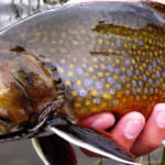 trophy Colorado Brook Trout.