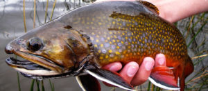 trophy Colorado Brook Trout.