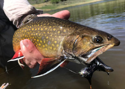 Trophy Colorado Brook Trout.