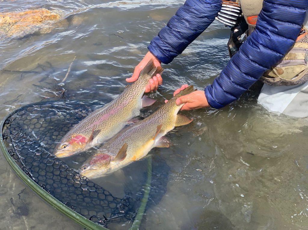 2 trophy trout from the South Platte.