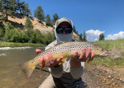 Trophy wild brown trout from the South Platte headwaters stretch Santa Maria