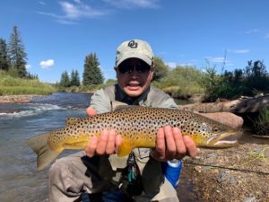 A mouse eating brown trout from a very small creek in South Park Colorado.