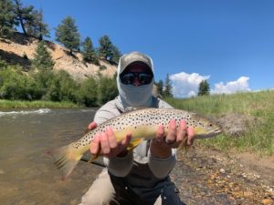 Brown Trout from Santa Maria Ranch in South Park Colorado.