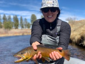 Large brown trout from the South Platte River.