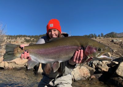 Giant trout from a private water guided fly fishing trip near Denver.