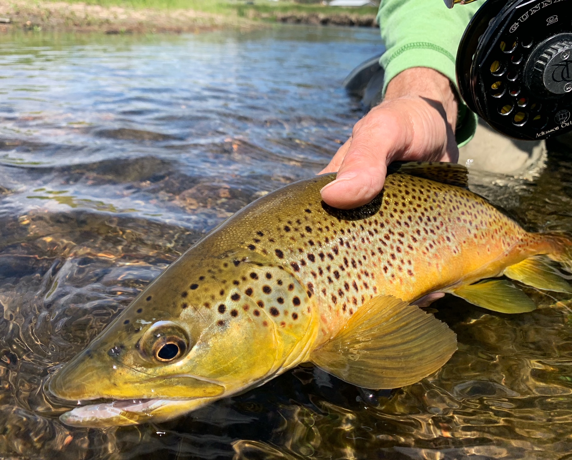 South Platte River brown trout caught on a dry fly Private water brown trout caught on a dry fly.