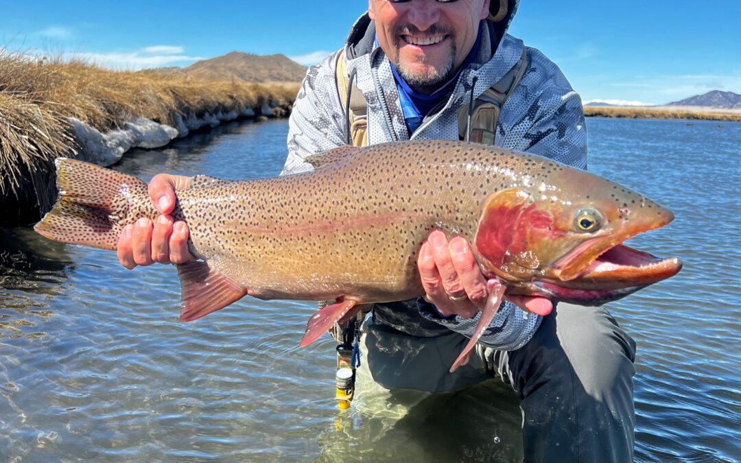 Dream Stream Giant Trout