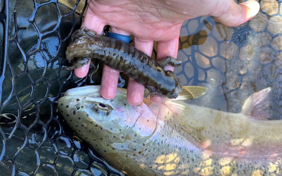 Trout Eats Salamander
