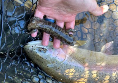 This fish puked up this partially digested salamander when it was being caught.