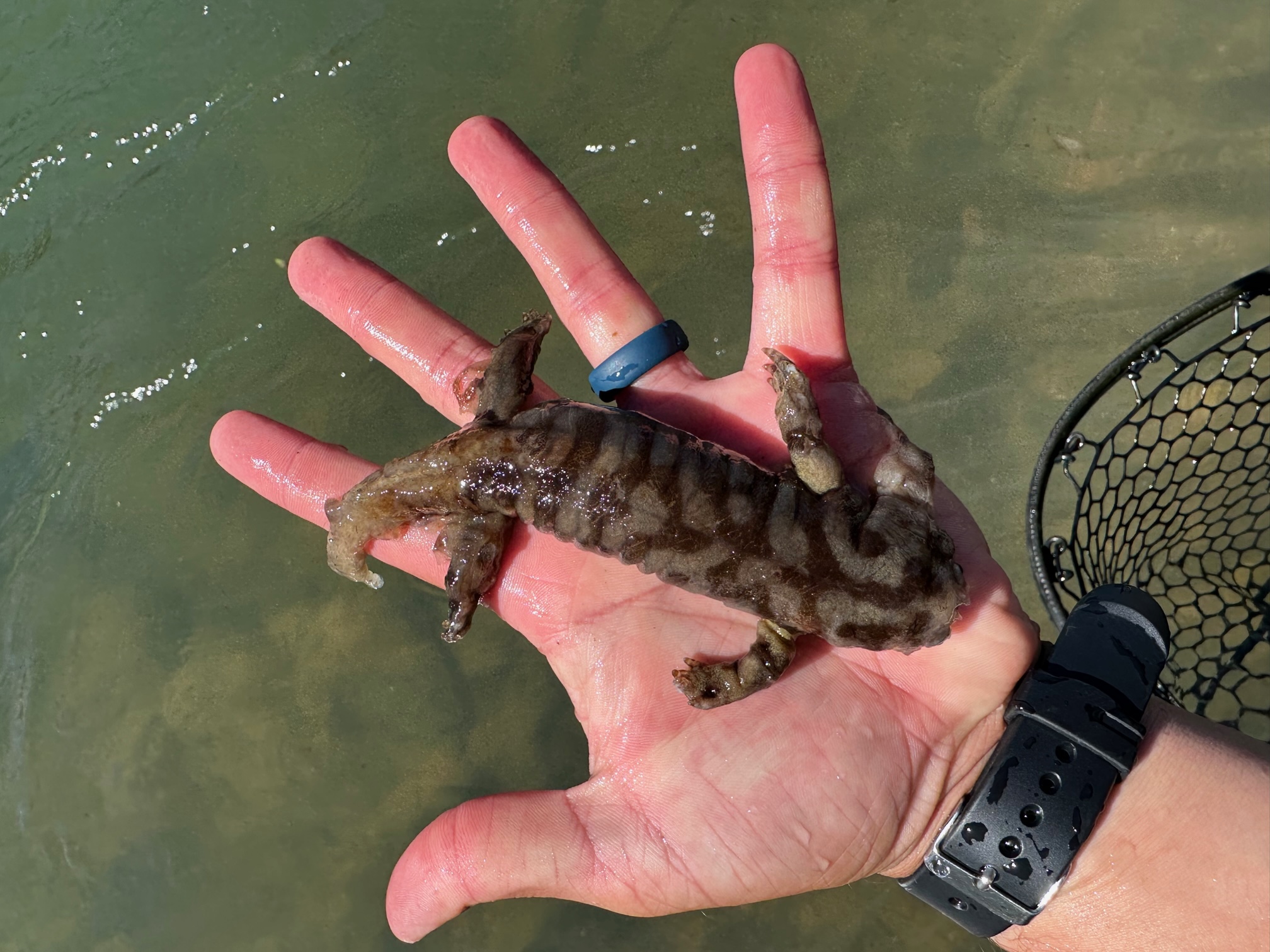 Rainbow trout puked up this salamander