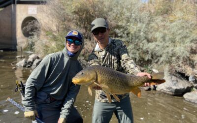 Guided Carp on the Fly Trips