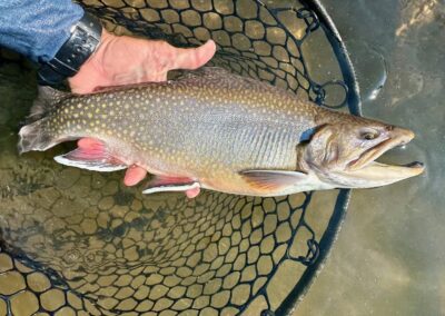 South Platte River Brook Trout