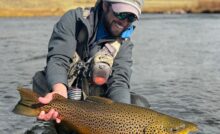 Huge Dream Stream Brown Trout landed by guide Danny Frank