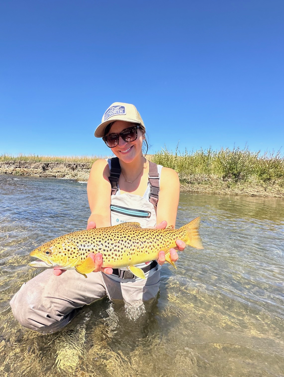 South Platte Headwaters Brown Trout Brown Trout that took at dry fly on the Middle Fork of the South Platte
